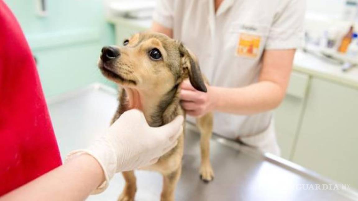 En Saltillo, esterilización de mascotas a bajo costo