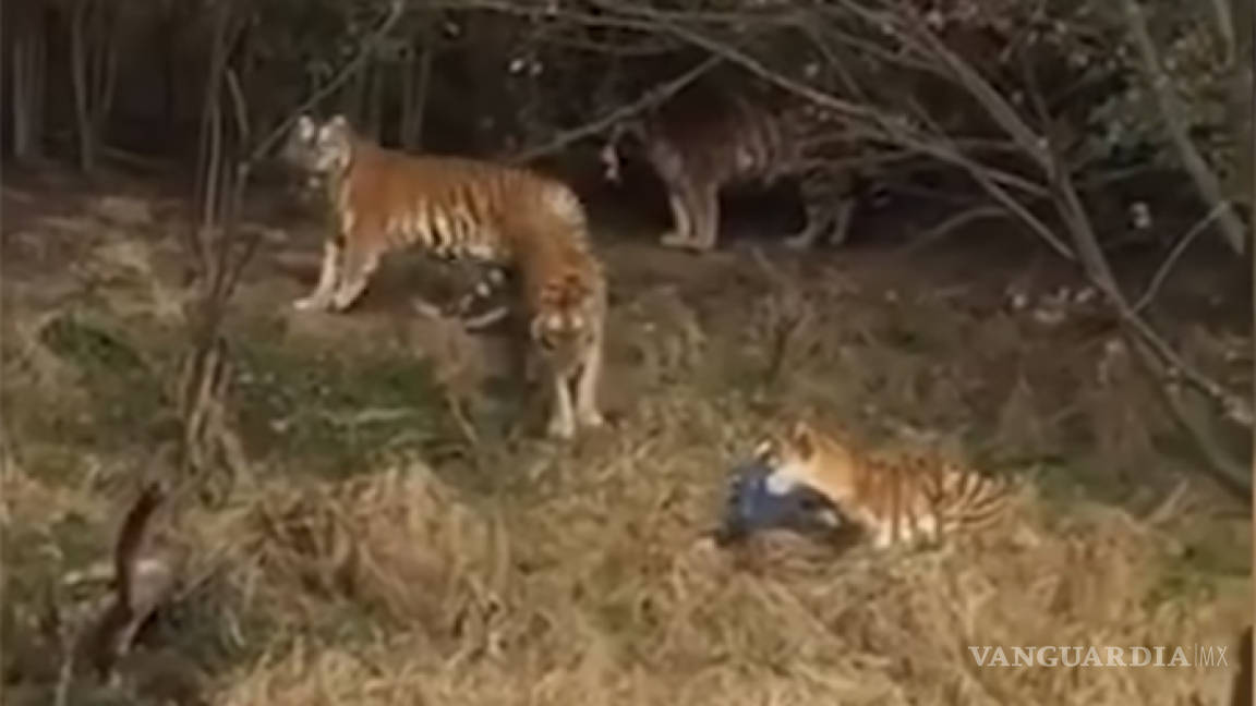 Tigre mata a turista que intentó entrar gratis a un zoológico de China