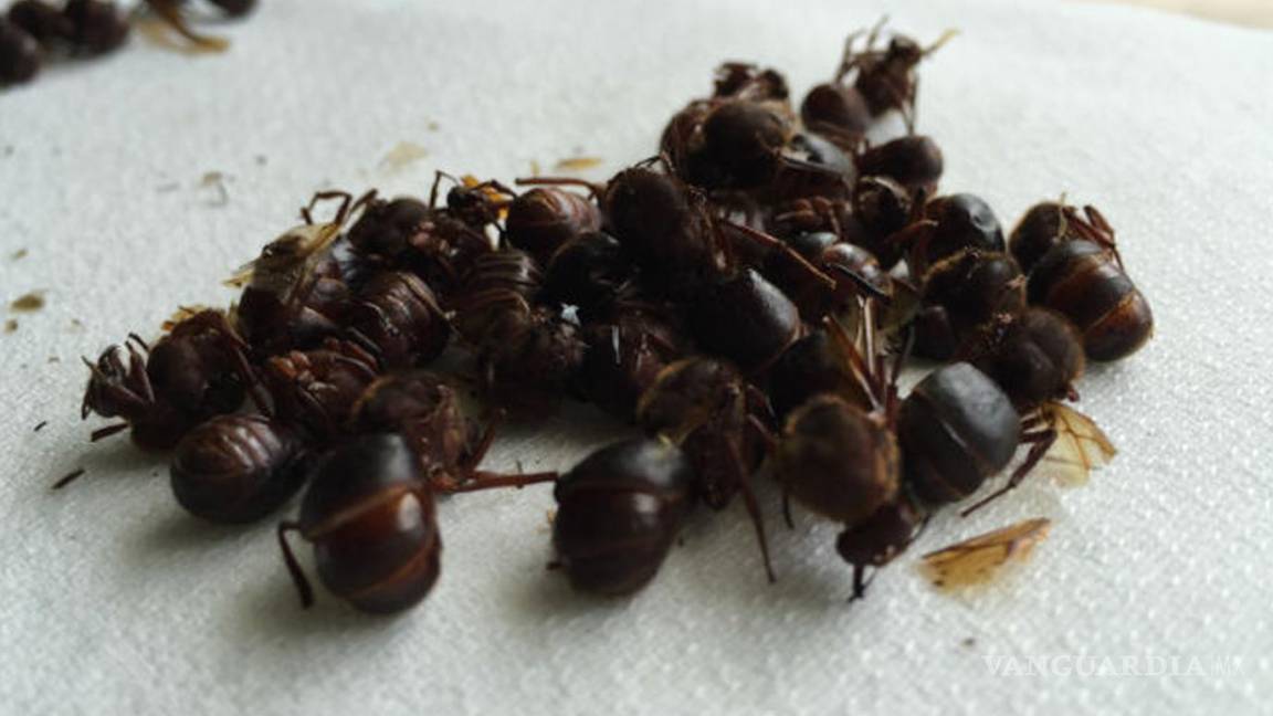 Manjar prehispánico: La hormiga chicatana recupera su estatus en la cocina