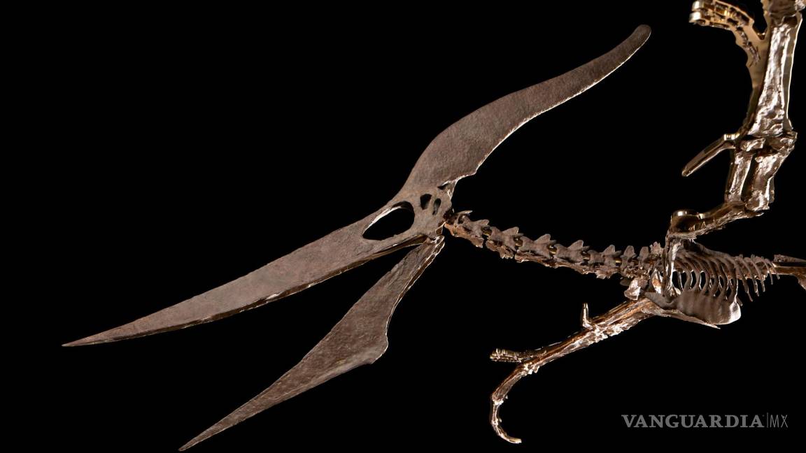 Subastan fósil de pteranodonte por 3,9 millones de dólares en Nueva York