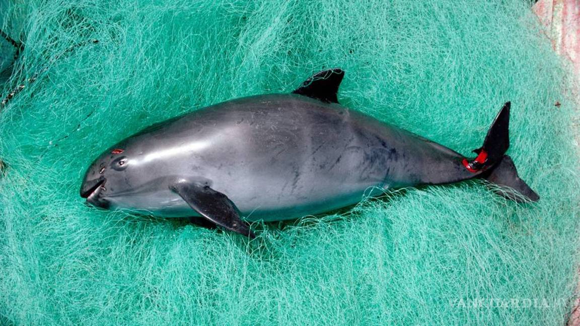 $!Desvían 7.2 millones de pesos destinados a protección de vaquita marina
