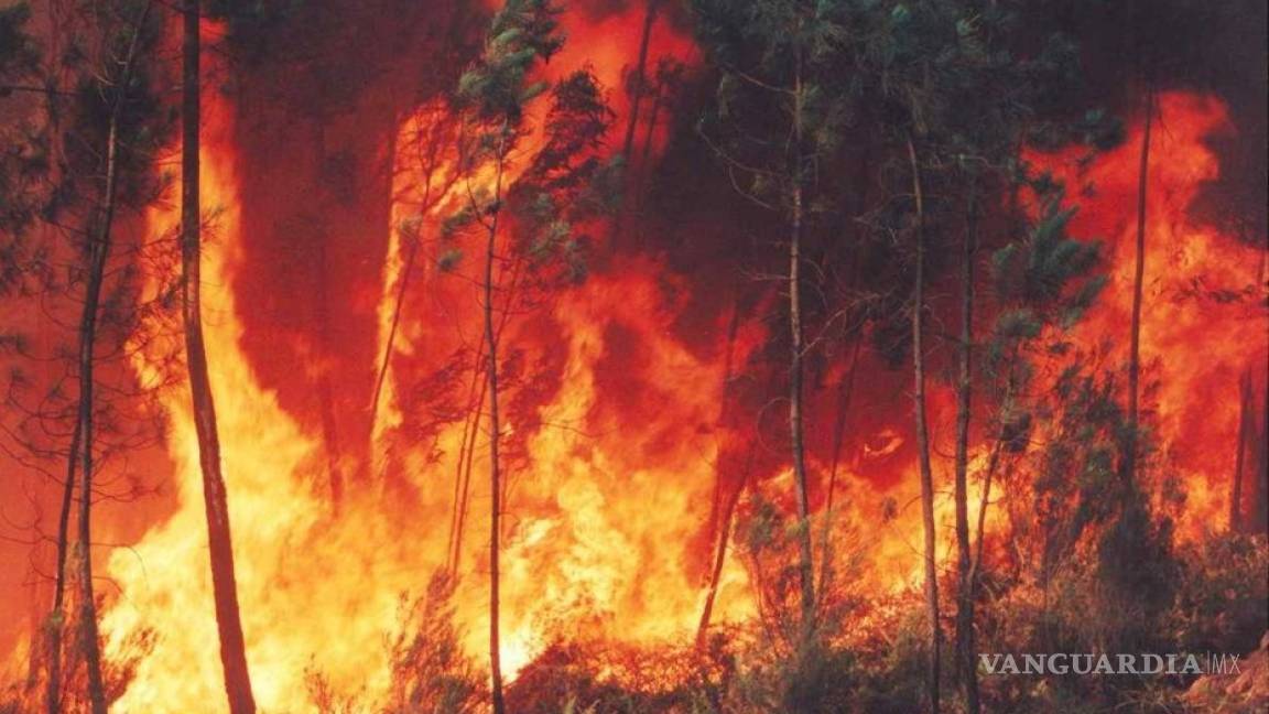 13, 700 hectáreas afectadas por 82 incendios forestales en Coahuila