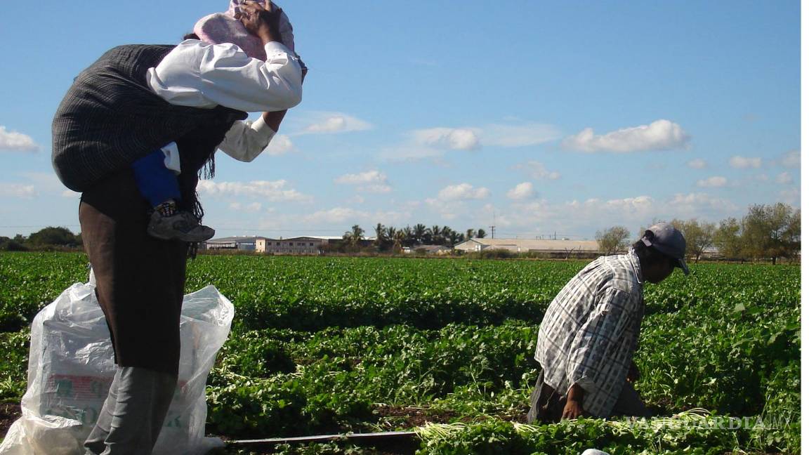 Asfixia el crimen organizado a productores agrícolas en Sinaloa