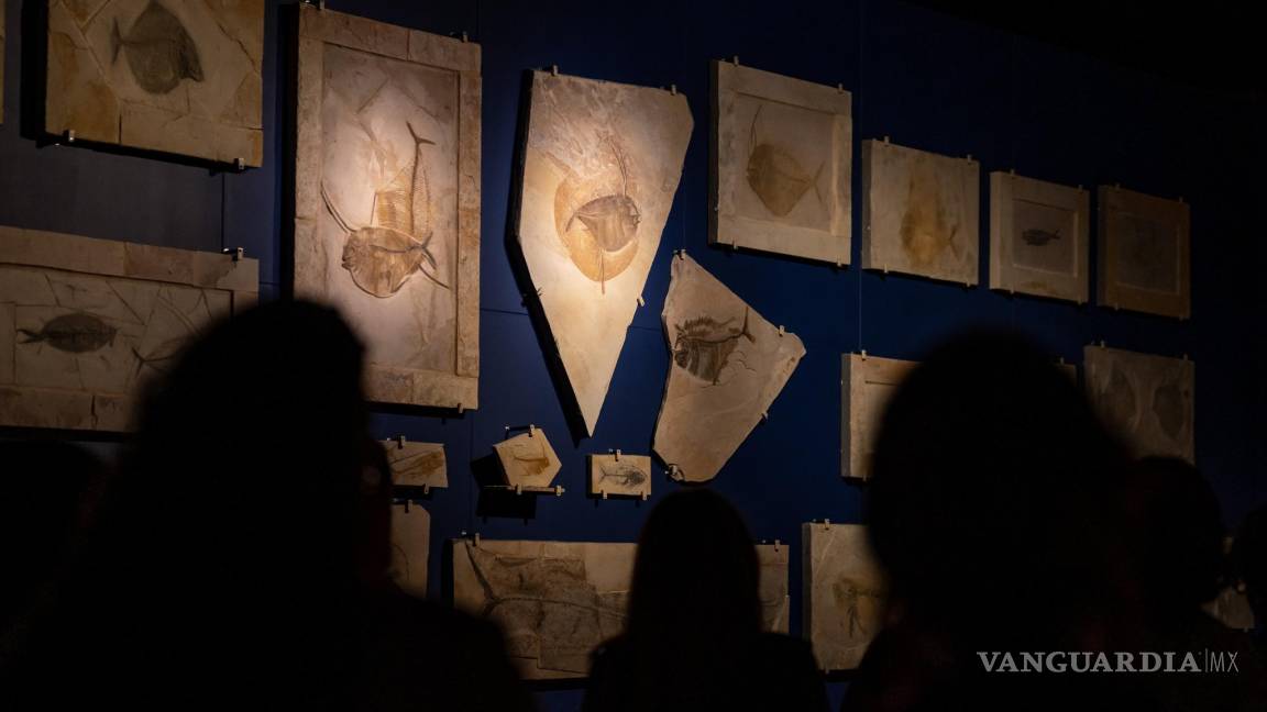 ¿Ya conoce los fósiles norteños? Reviven el pasado prehistórico de Nuevo León en el Museo del Noroeste