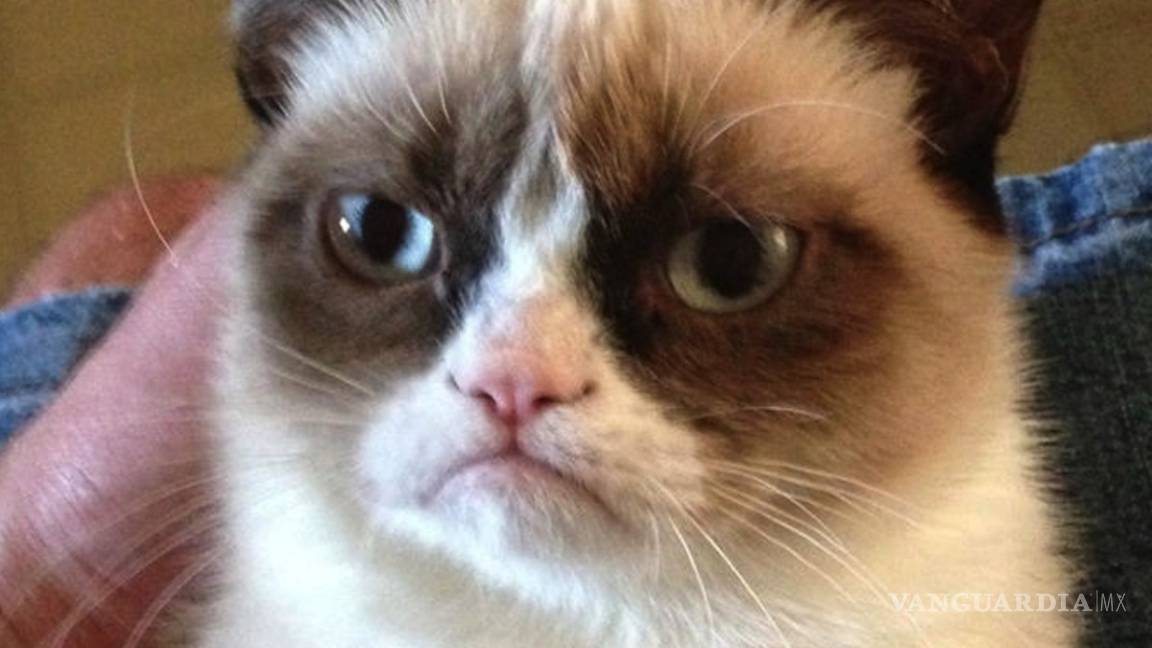 Muere Grumpy Cat, la gatita más famosa de internet