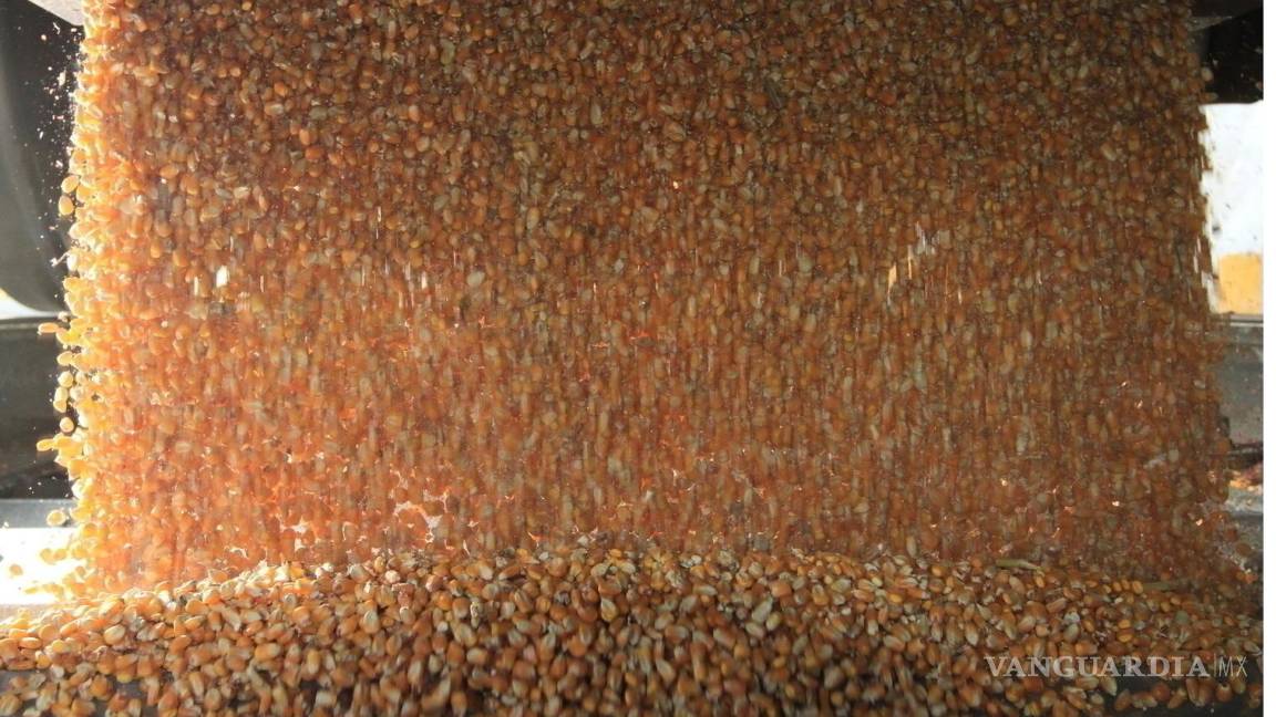 Calcula Sader desabasto de granos de hasta 20%