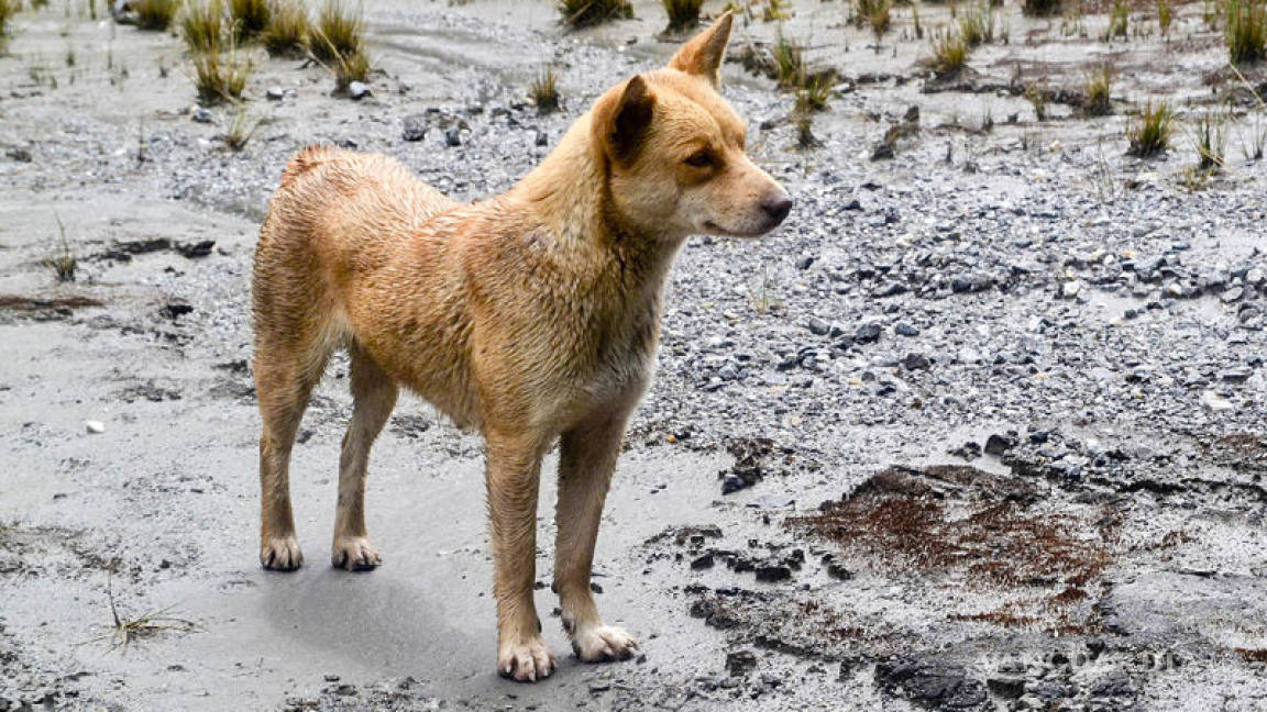 Logran fotografiar después de medio siglo al perro más raro del mundo