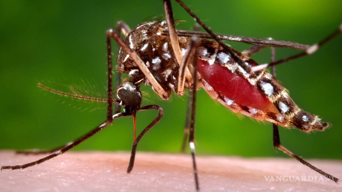 El virus Zika se expande por América muy deprisa y México aún no ha dado la alerta