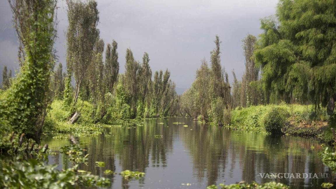 $!Un canal en el lago Xochimilco, el hábitat natural original del ajolote en peligro de extinción, en la Ciudad de México.