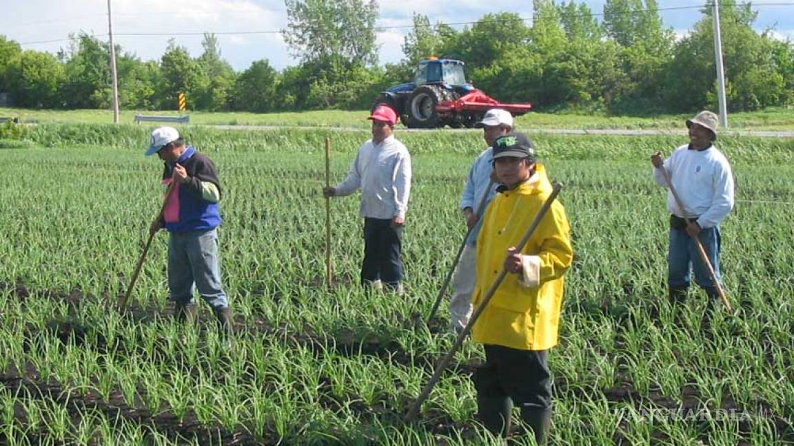 México envía a 21 mil trabajadores agrícolas a Canadá