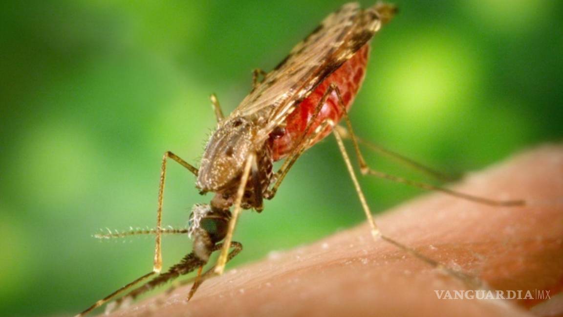 Conoce la enfermedad transmitida por un mosquito que desfigura la cara de quien la padece