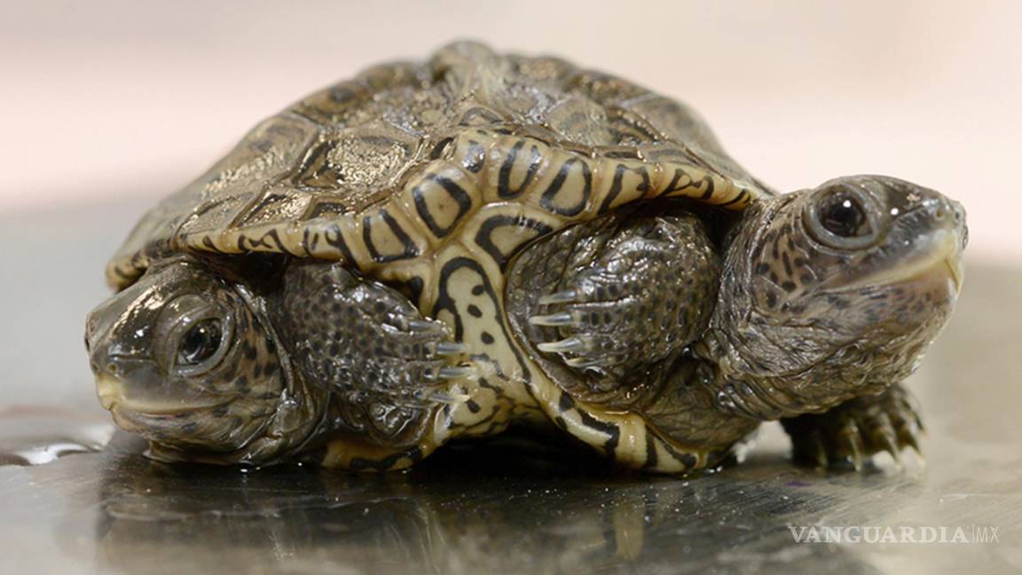 Una rara tortuga espalda de diamante que nació con dos cabezas cumple dos semanas de vida