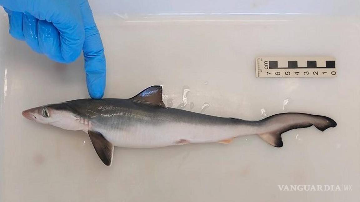 Por primera vez en el mundo, detectan tiburones intoxicados con cocaína en Brasil