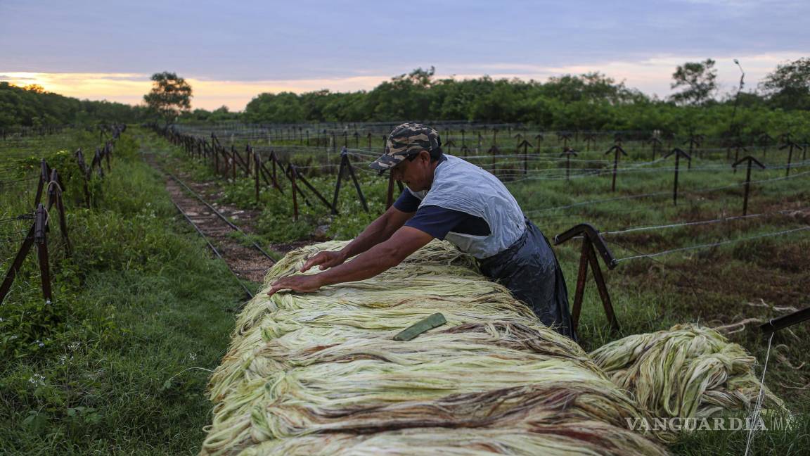 $!Trabajadores laboran en una planta procesadora de henequén en el municipio de Telchac Pueblo, Yucatán (México).