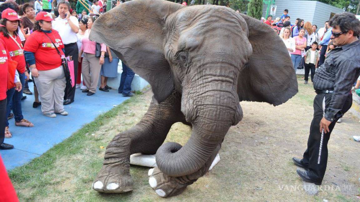 El PRI y el Partido Verde se promociona con un elefante en un parque