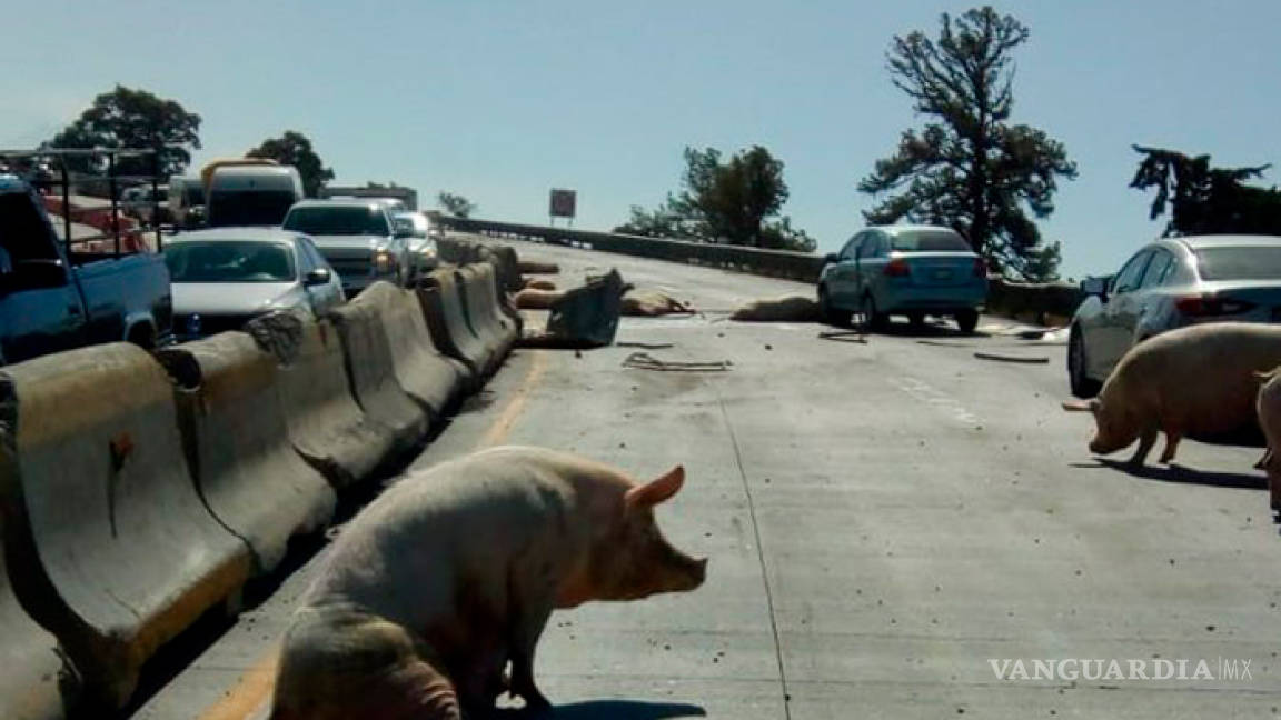 Mueren 20 cerdos al volcarse camión en carretera de Puebla