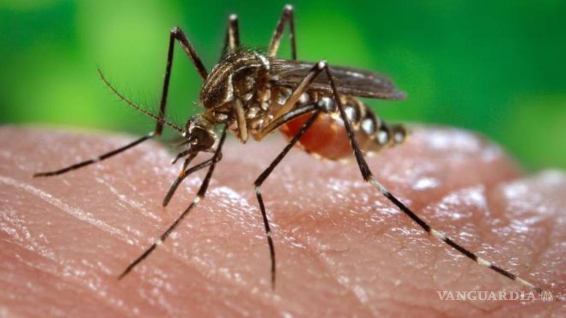 Liberan mosquitos infectados con bacteria en Miami para combatir el zika