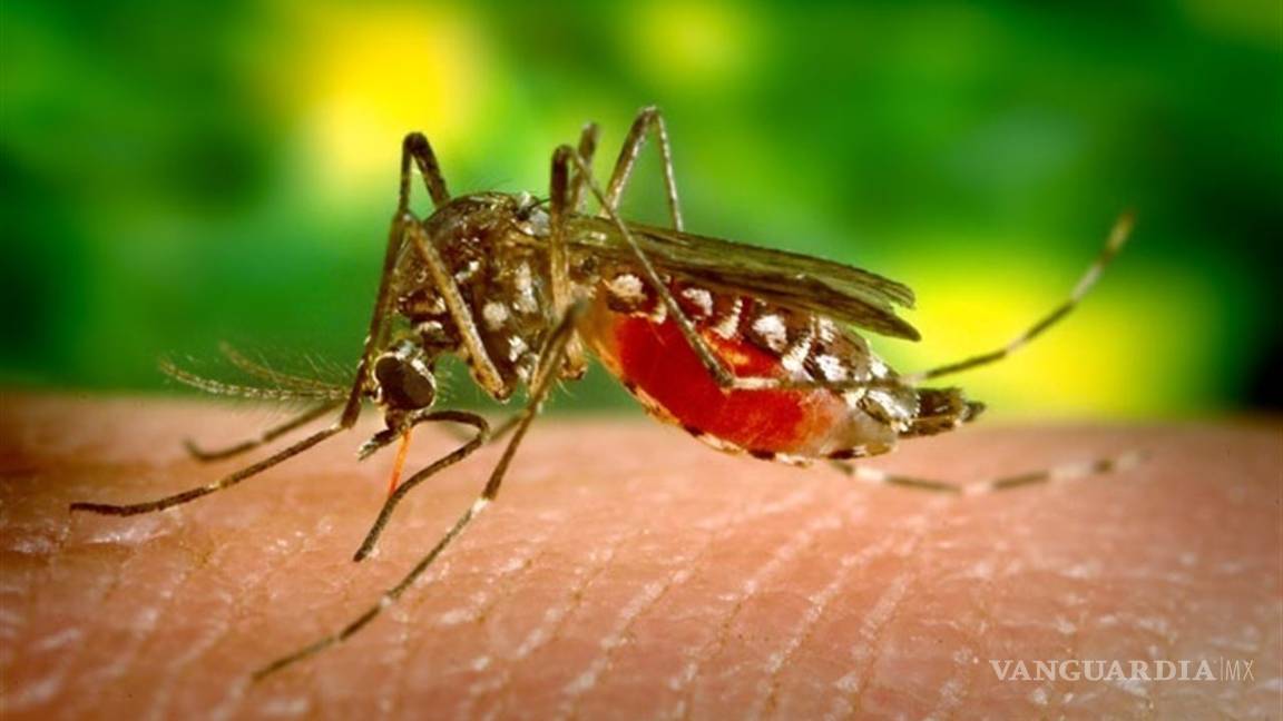 Detectan primer caso de Zika en Japón