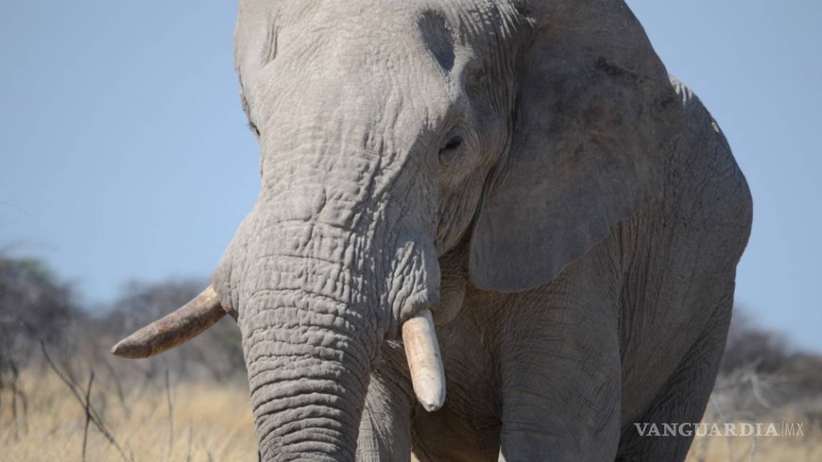 Elefante mata a un cazador argentino en Namibia