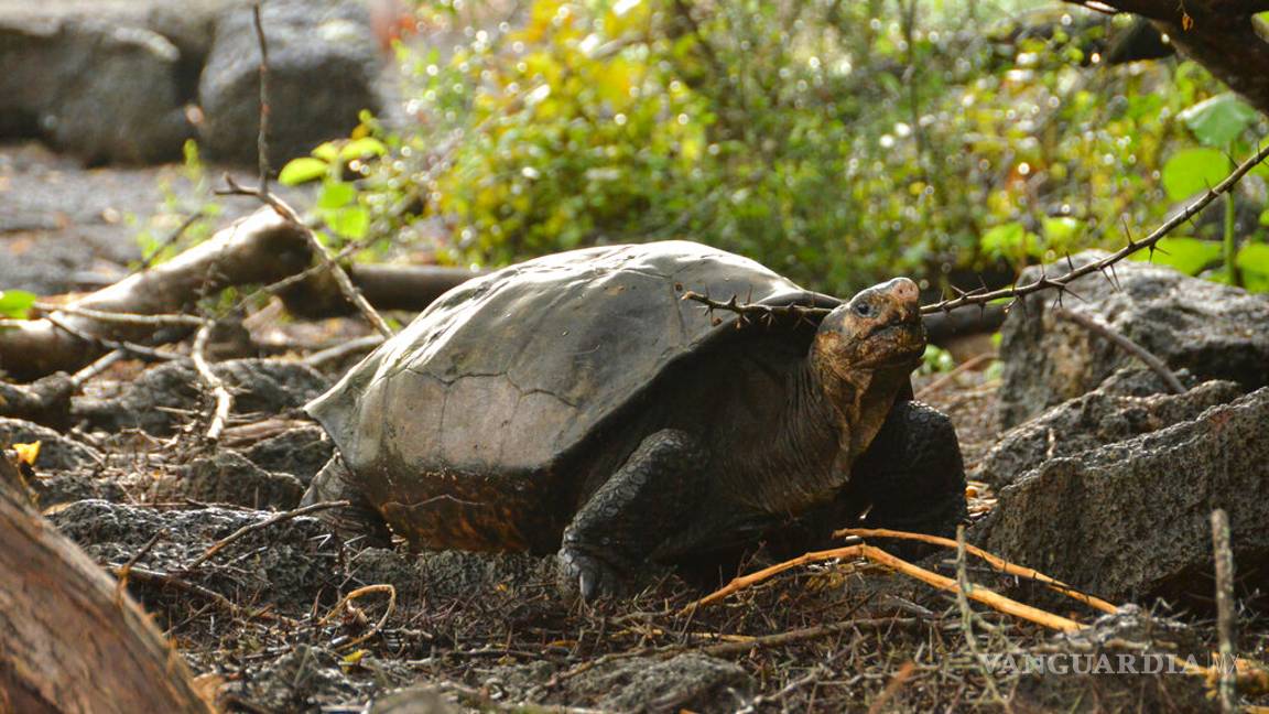 $!Hallan tortuga cuya especie se creía extinta en Galápagos