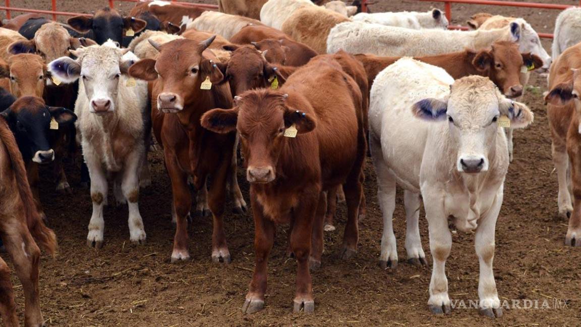 Exportación de ganado por Acuña no ha parado; se negocia comercio por Piedras Negras