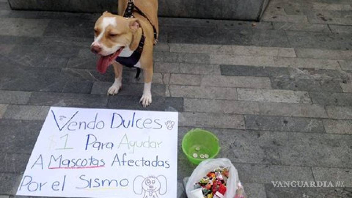 Pitbull “vende” dulces para ayudar a mascotas afectadas por el sismo en CDMX