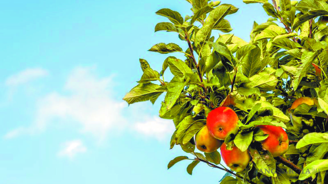 Trazan Ruta de la Manzana en Arteaga
