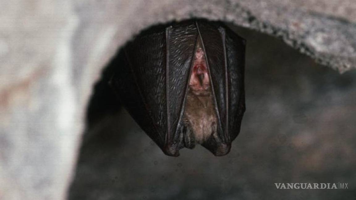 $!RmYN02... un nuevo coronavirus en murciélagos puede ayudar a descifrar el origen del COVID-19
