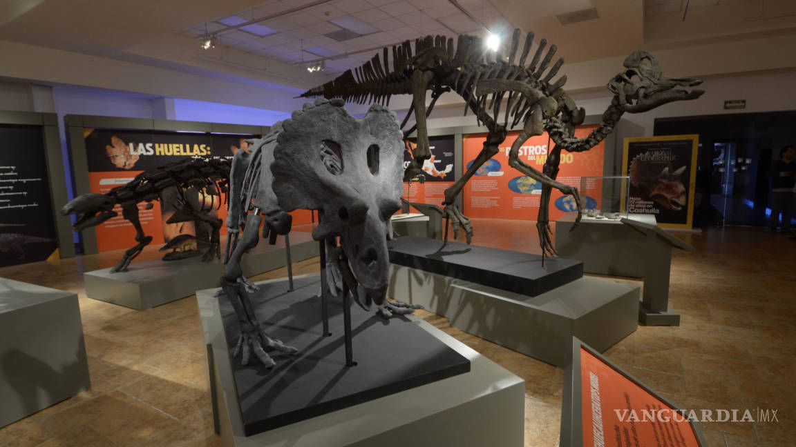 Museo del Desierto abre exposición temporal en Saltillo de dinosaurios mexicanos