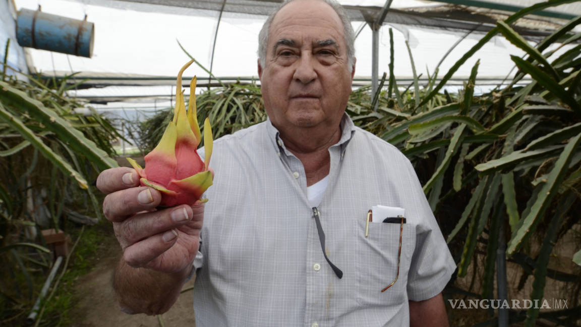 Fruto tropical en tierra norteña: Ingeniero cultiva la 'Fruta del Dragón' en Saltillo