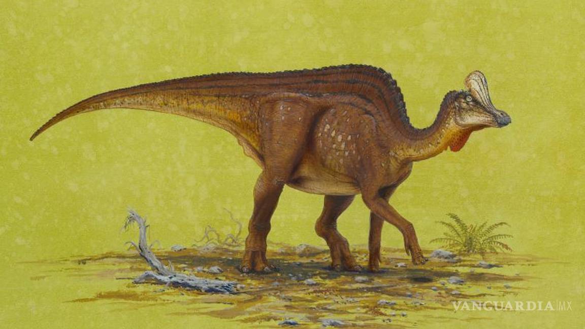 $!Velafrons Coahuilensis