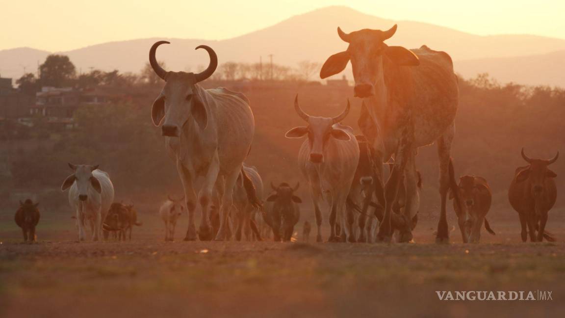 $!Coahuila se declaró listo para retomar la exportación de becerros vía Acuña, donde se avanza en infraestructura y corrales para cumplir con los protocolos sanitarios.