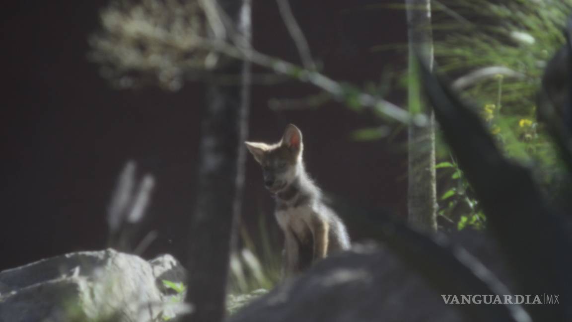 $!Nacen cuatro lobeznos en el Museo del Desierto de Coahuila