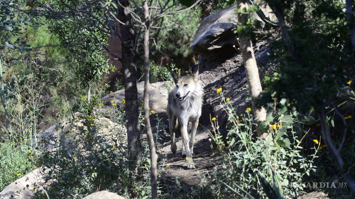 $!Nacen cuatro lobeznos en el Museo del Desierto de Coahuila
