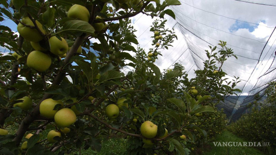 Ante heladas tardías acuerdan proteger la producción de manzanas