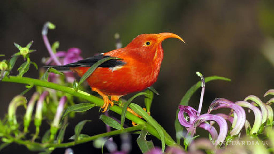 Culpan al cambio climático por el declive de aves en Hawaii