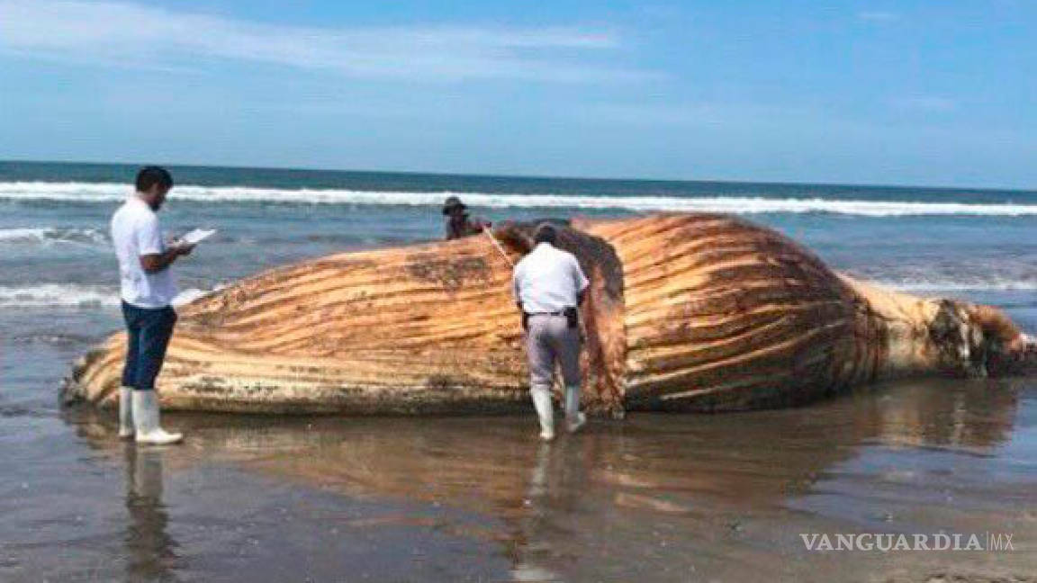 Localizan cuerpo de ballena en playas de Sinaloa