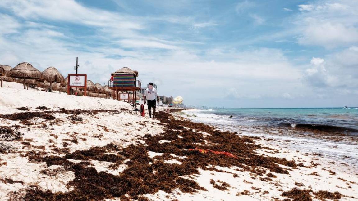 ‘Inundó’ sargazo a Quintana Roo; más de 44 mil toneladas se recolectaron