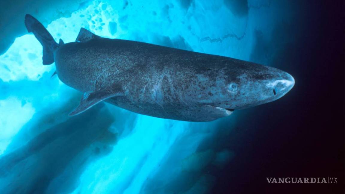 El tiburón de Groenlandia vive 400 años