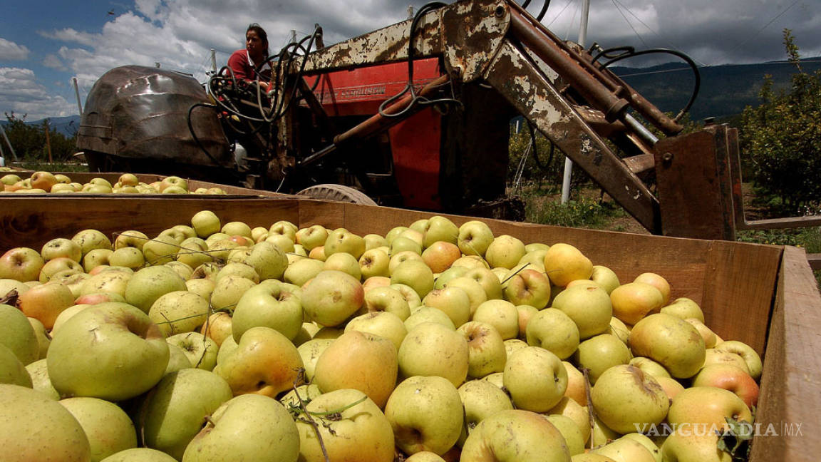 Estiman en Arteaga cosecha de 2 millones de cajas de manzana para este año