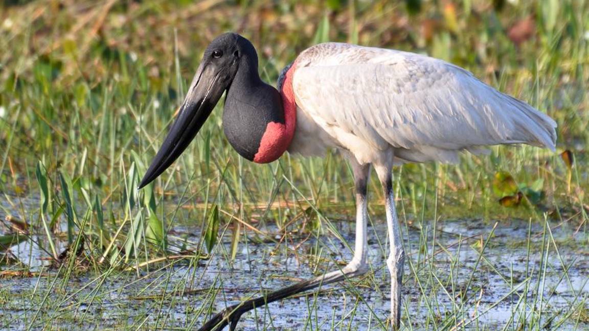 $!Habita en pantanos poco profundos, sabanas inundadas, ríos y pastizales del sur de México