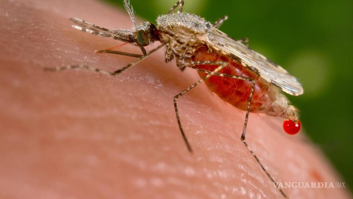 Detectan mosco que transmite paludismo en Piedras Negras, arman estrategia en su contra