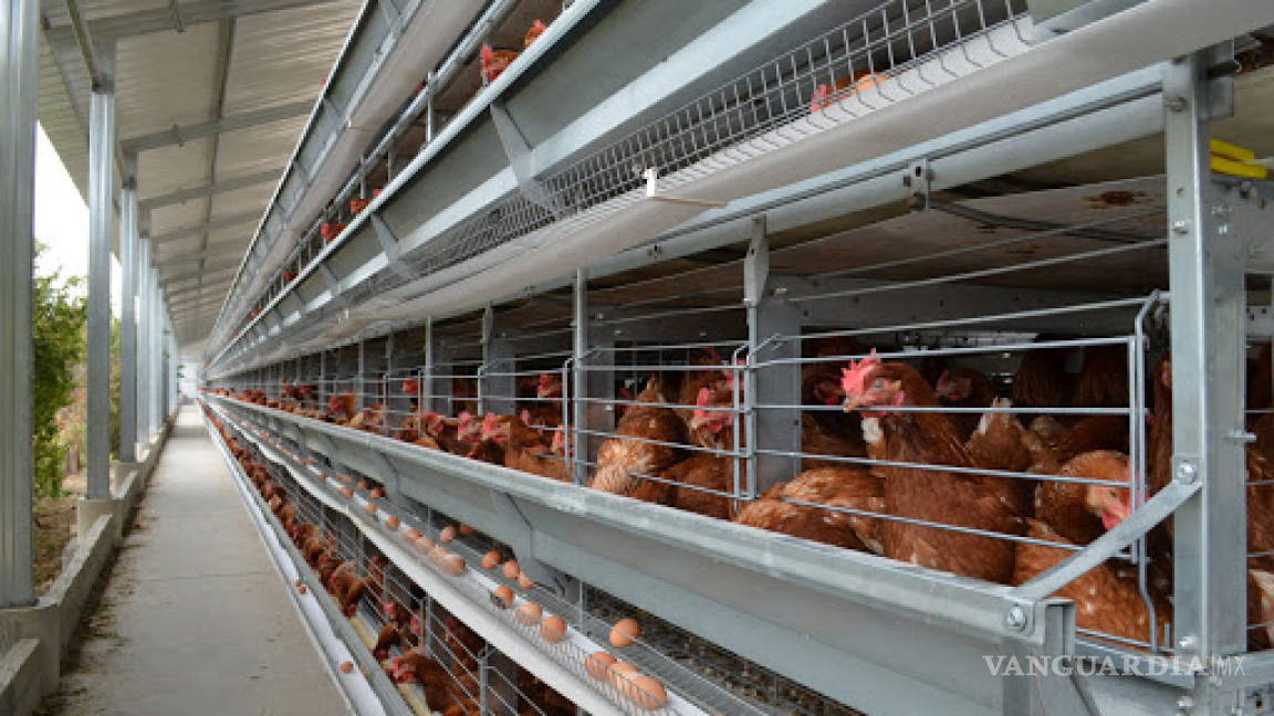 90 por ciento de las gallinas utilizadas para la producción de huevos en México viven en jaulas