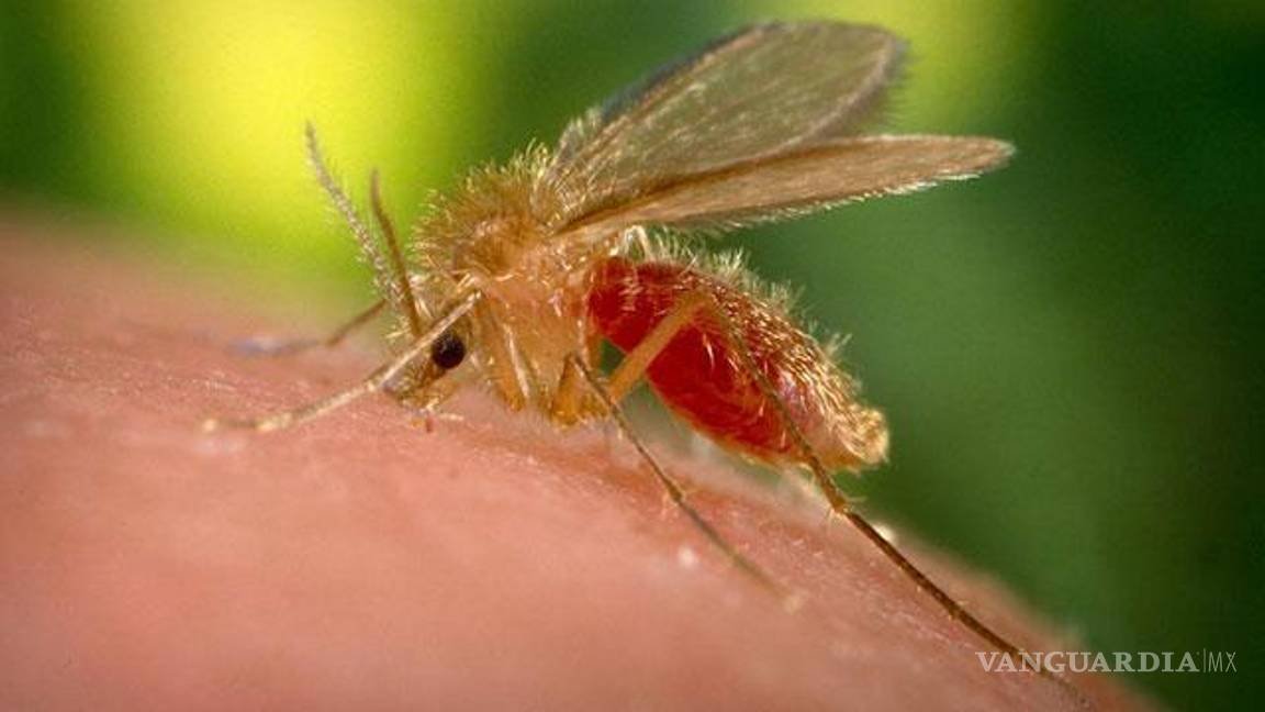 $!La leishmaniasis es una enfermedad parasitaria transmitida por la llamada “mosca chiclera” que habita en la selva