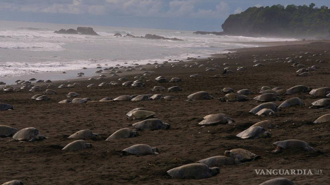 Coronavirus: Miles de tortugas vuelven a anidar en playas de La India sin peligrar por el hombre por COVID-19