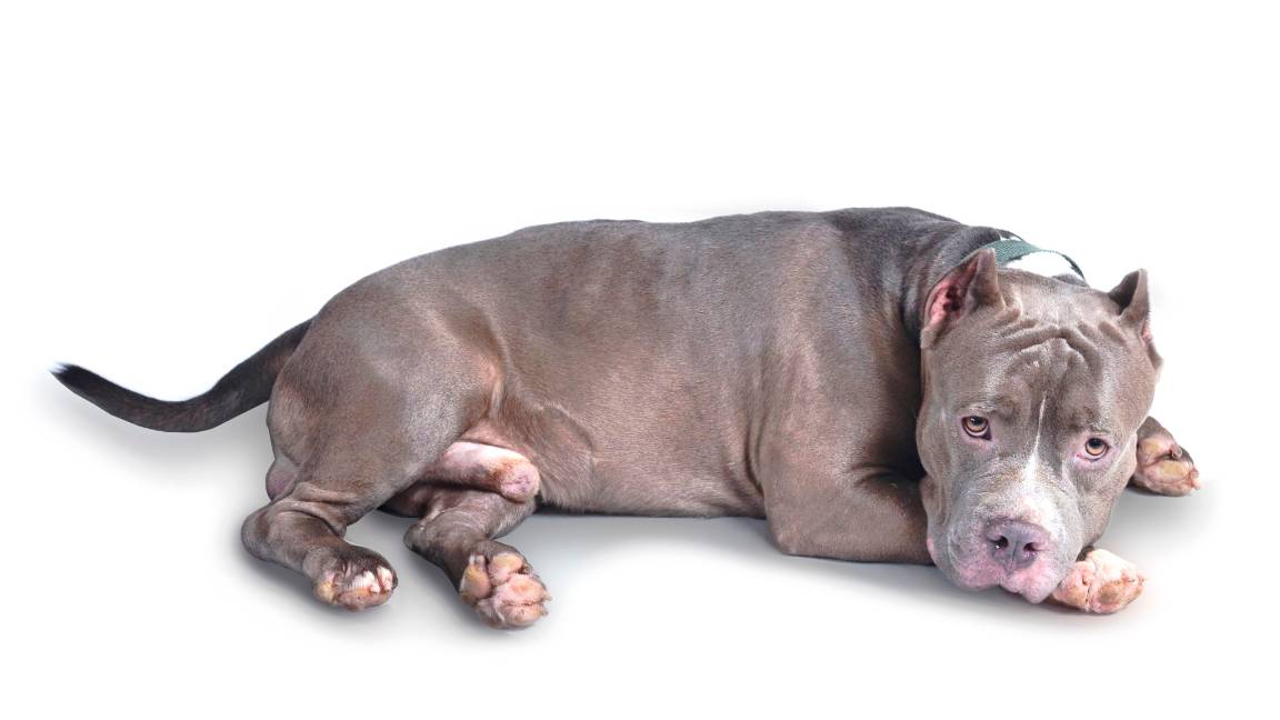 $!Fundación de Raúl Juliá en Malibú, una lucha por los perros y gatos desamparados