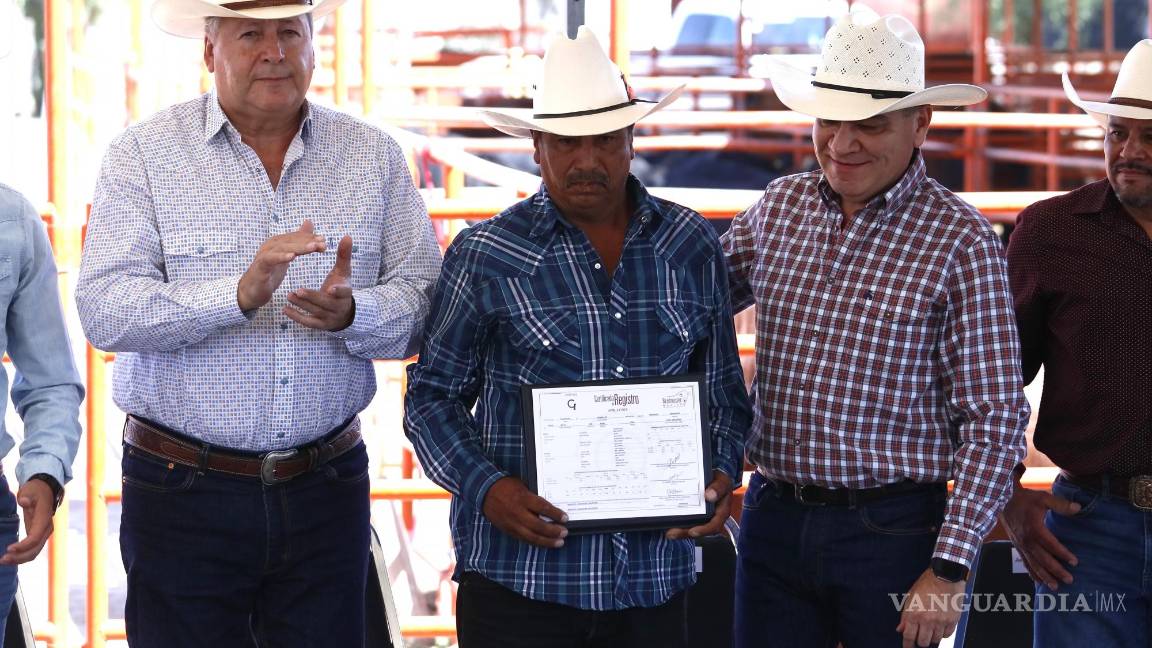 $!El día de ayer se llevó a cabo la entrega de sementales para mejorar la calidad genética del ganado de la región.