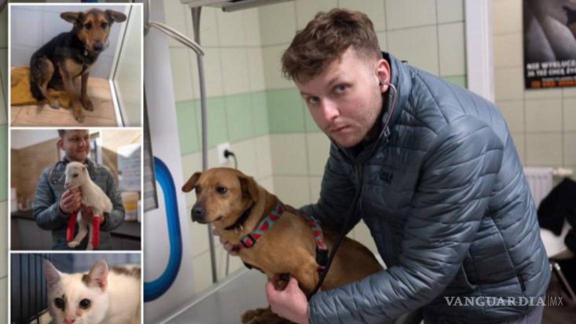 Héroe veterinario desafía la zona de batalla de Ucrania para rescatar animales heridos