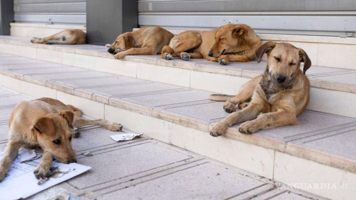 Saltillo: Adoptar con el corazón: Llaman a brindar hogar a los perros sin raza