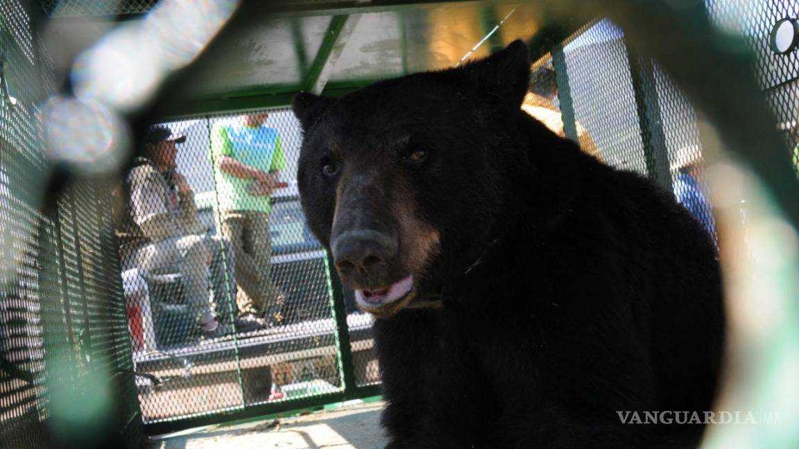 Reporta SMA 137 avistamientos de osos en Coahuila en 2022